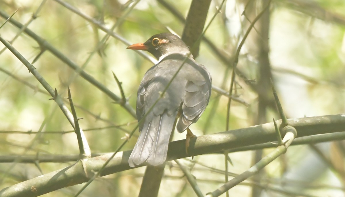 Indian Blackbird - ML539223691