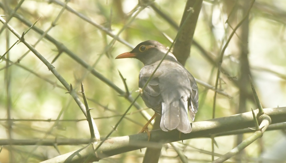 Indian Blackbird - ML539223701