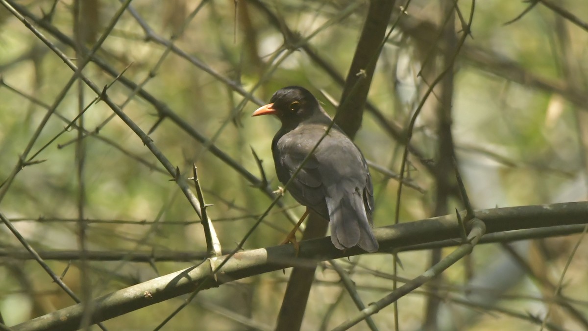 Indian Blackbird - ML539223711