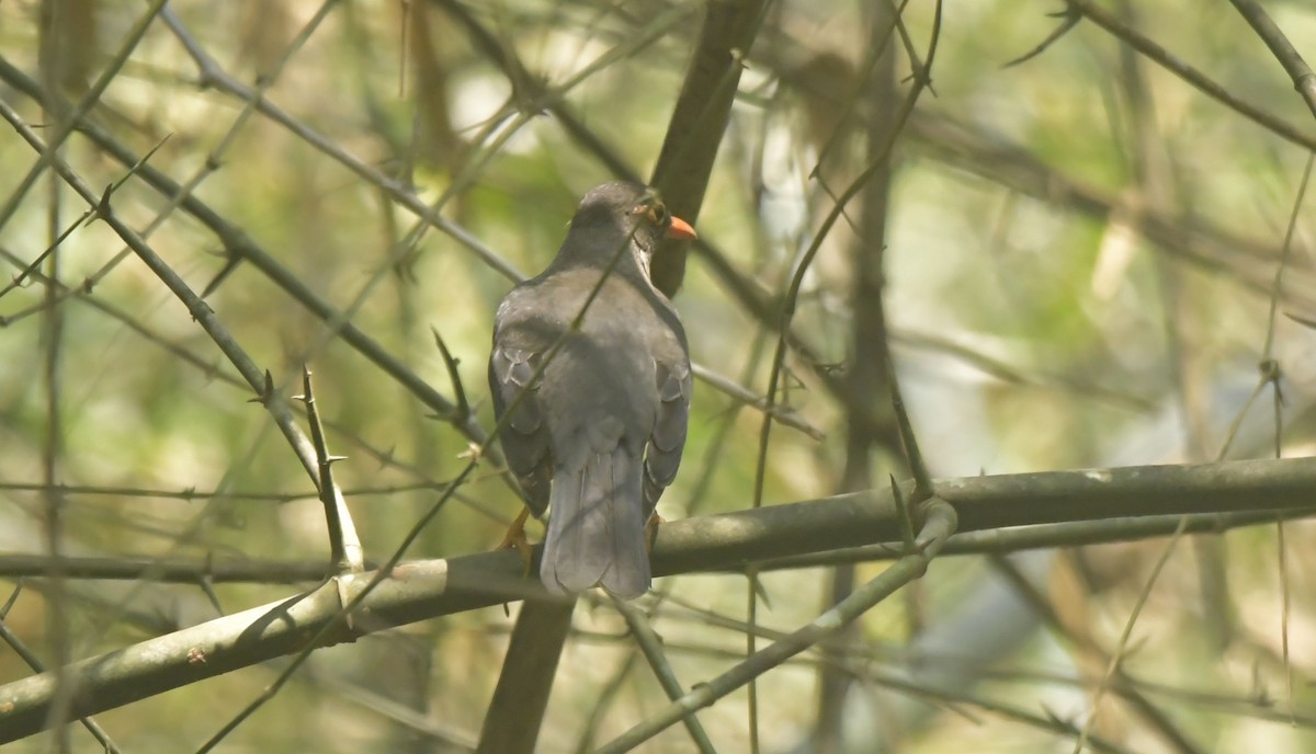 Indian Blackbird - ML539223721