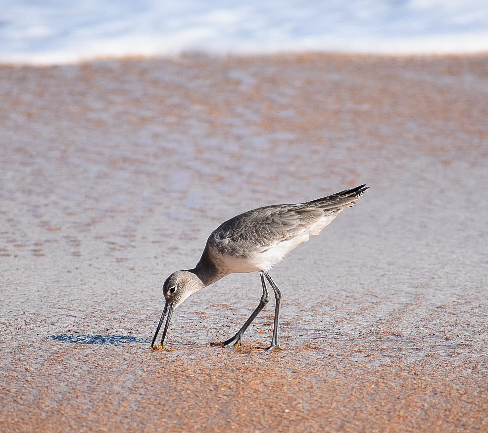 Willet - ML539225061