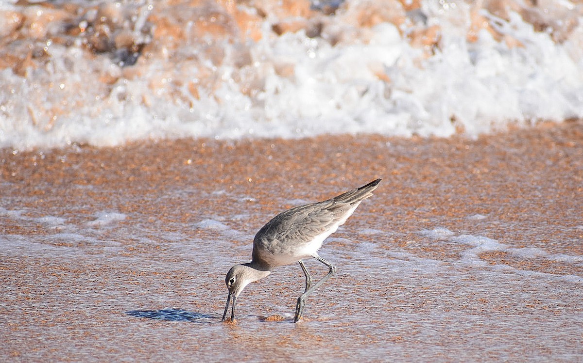 Willet - ML539225071