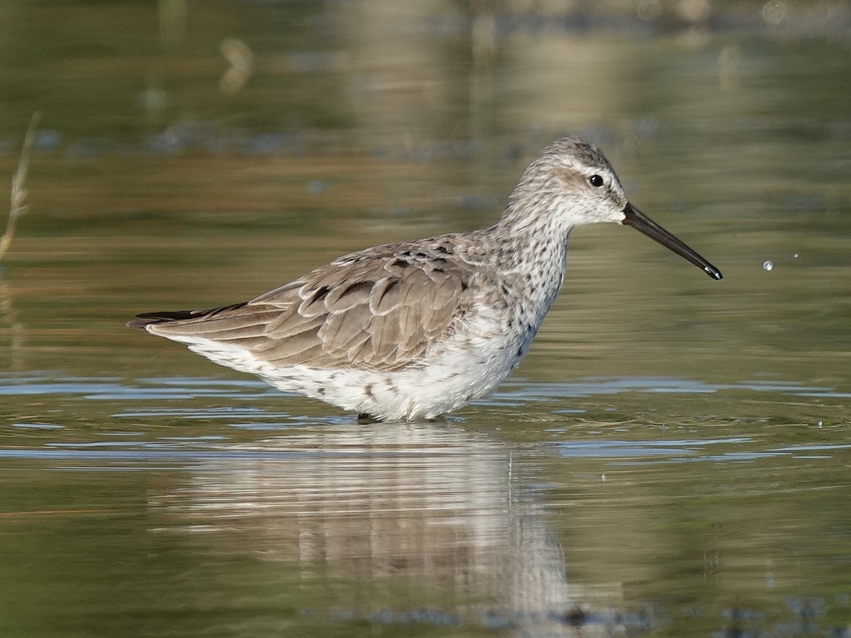 Stilt Sandpiper - ML53922541