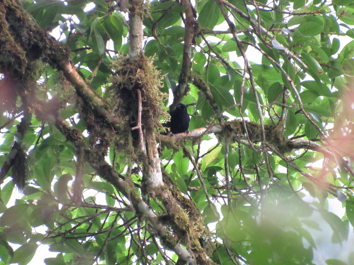 Western Boubou (Bioko) - ML539225701