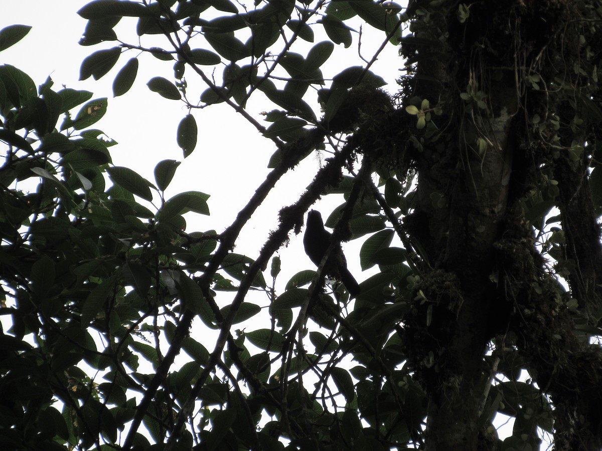 Western Boubou (Bioko) - ML539225721