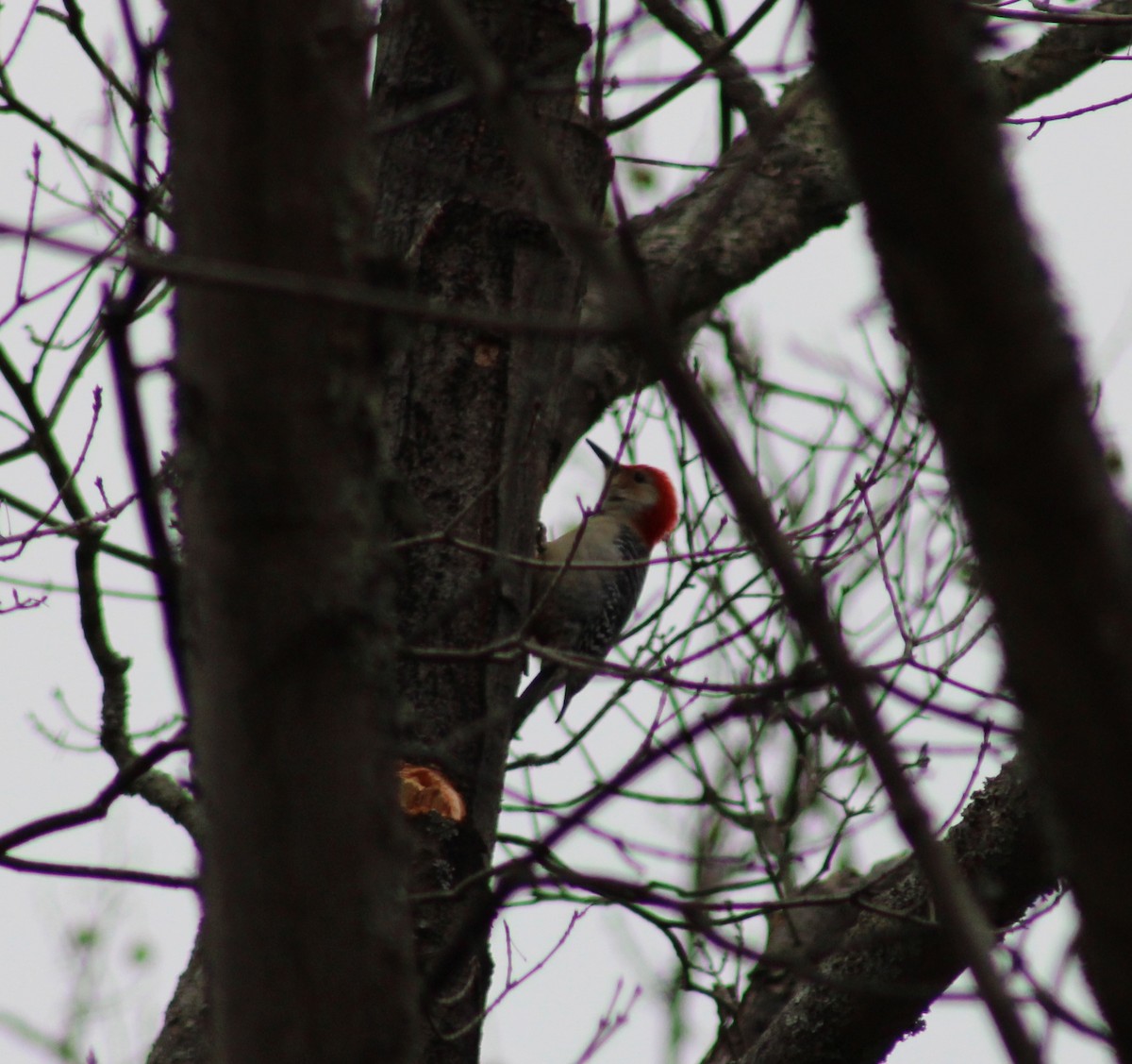 Red-bellied Woodpecker - ML539225901