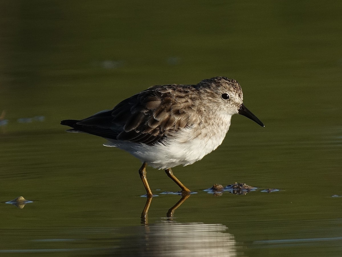 pygmésnipe - ML53922631