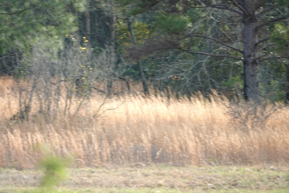 Northern Harrier - ML539227441