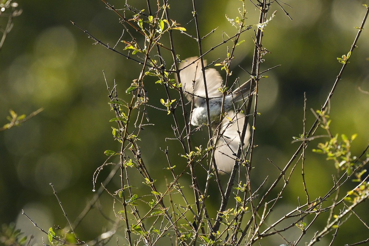 White-throated Tyrannulet - ML539227491