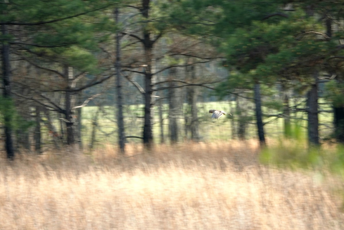 Northern Harrier - ML539227671