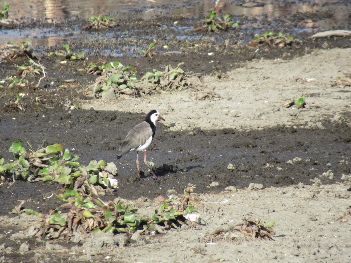 Long-toed Lapwing - ML539227941