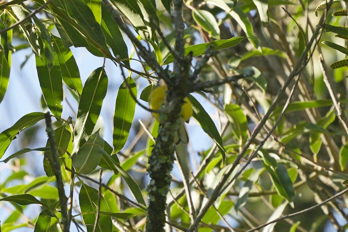 Candelita Coronicastaña - ML539227961