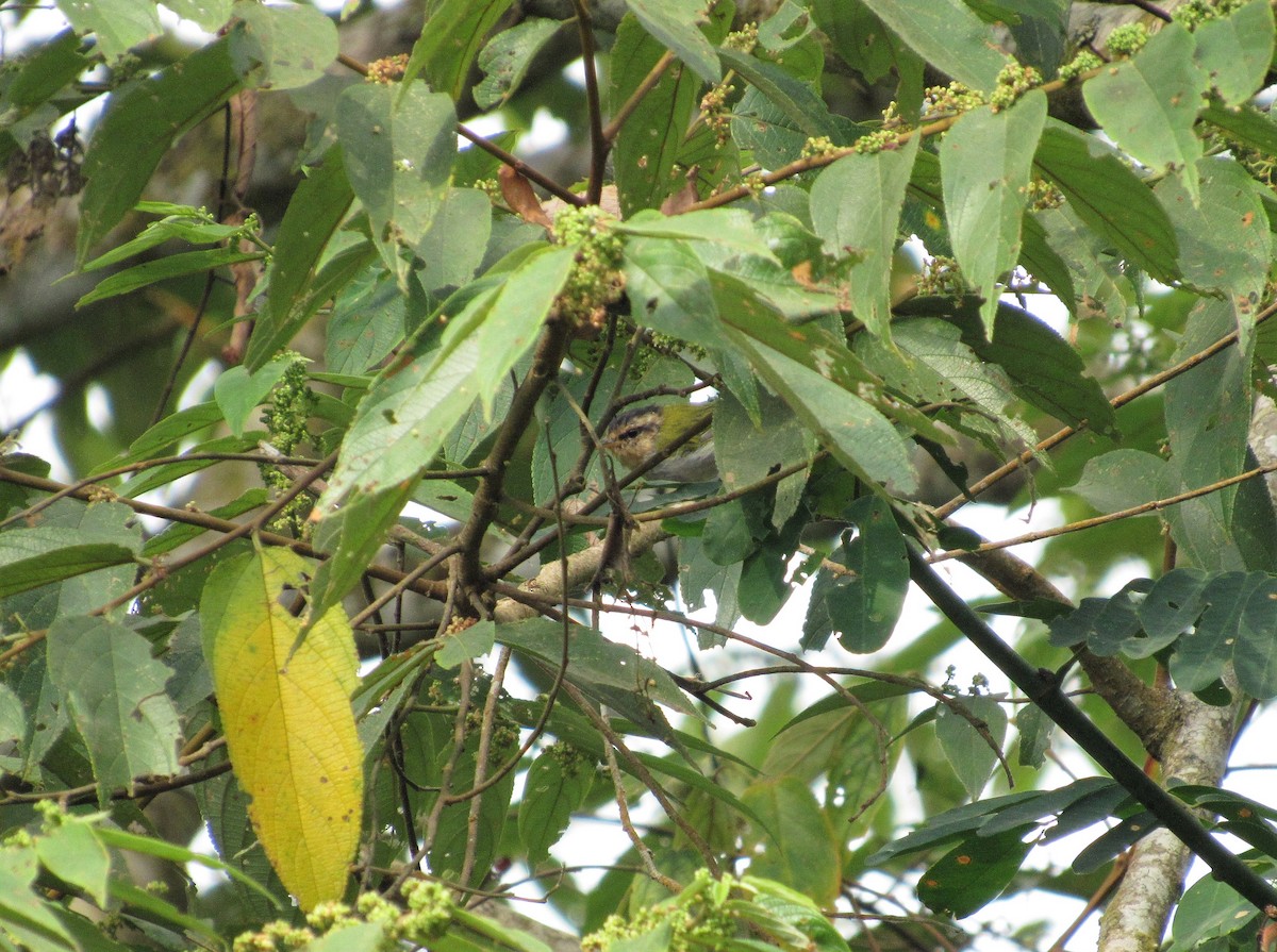 Black-capped Woodland-Warbler - ML539227971