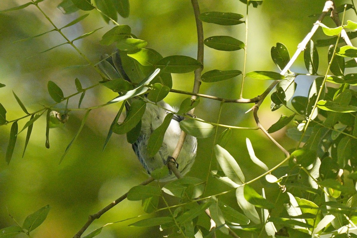 Tangara Sayaca - ML539227991