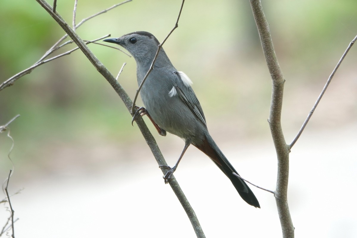 Gray Catbird - ML539228001