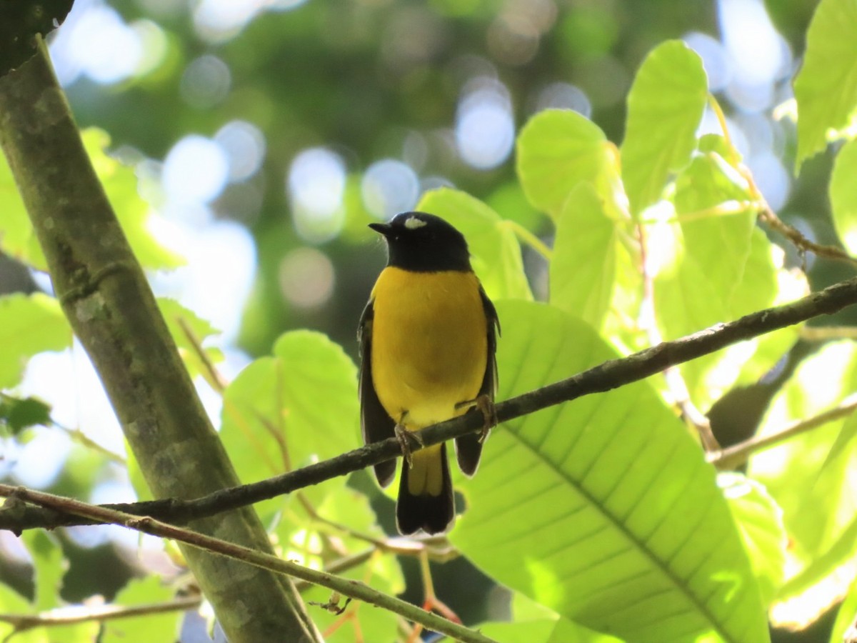 White-starred Robin - ML539228101