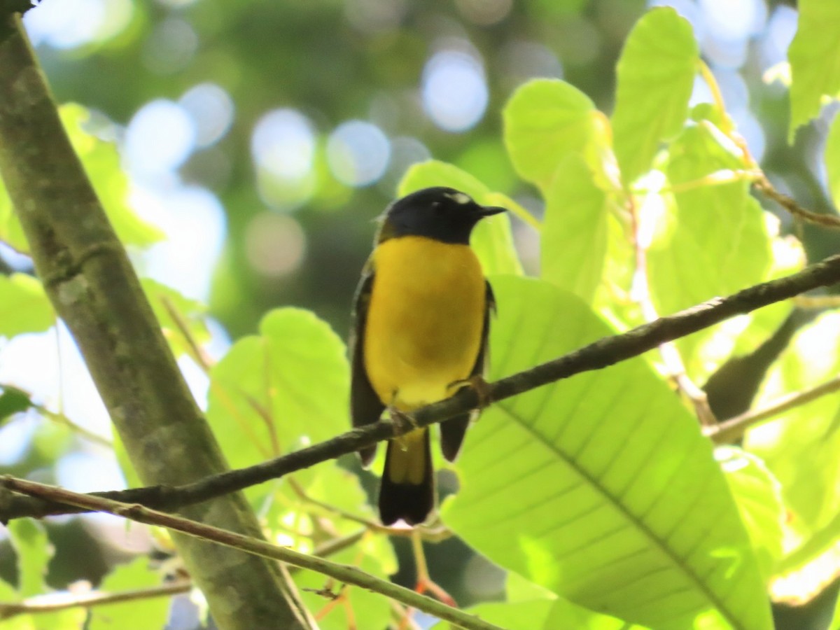 White-starred Robin - ML539228111