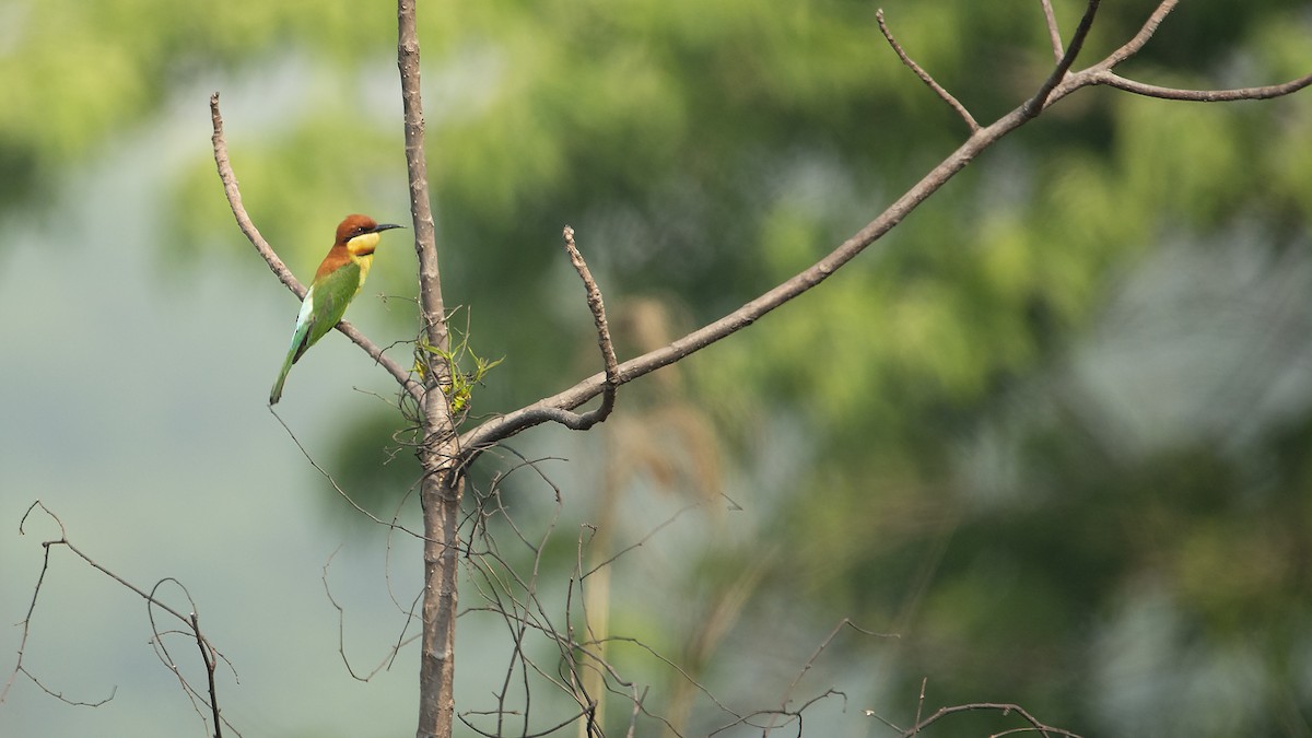 Chestnut-headed Bee-eater - Paul Wilson