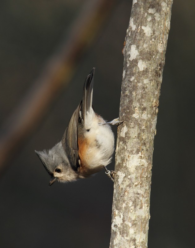 Tufted Titmouse - Bill Hubick