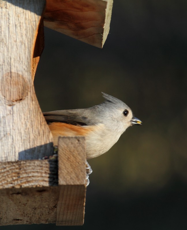 Tufted Titmouse - Bill Hubick