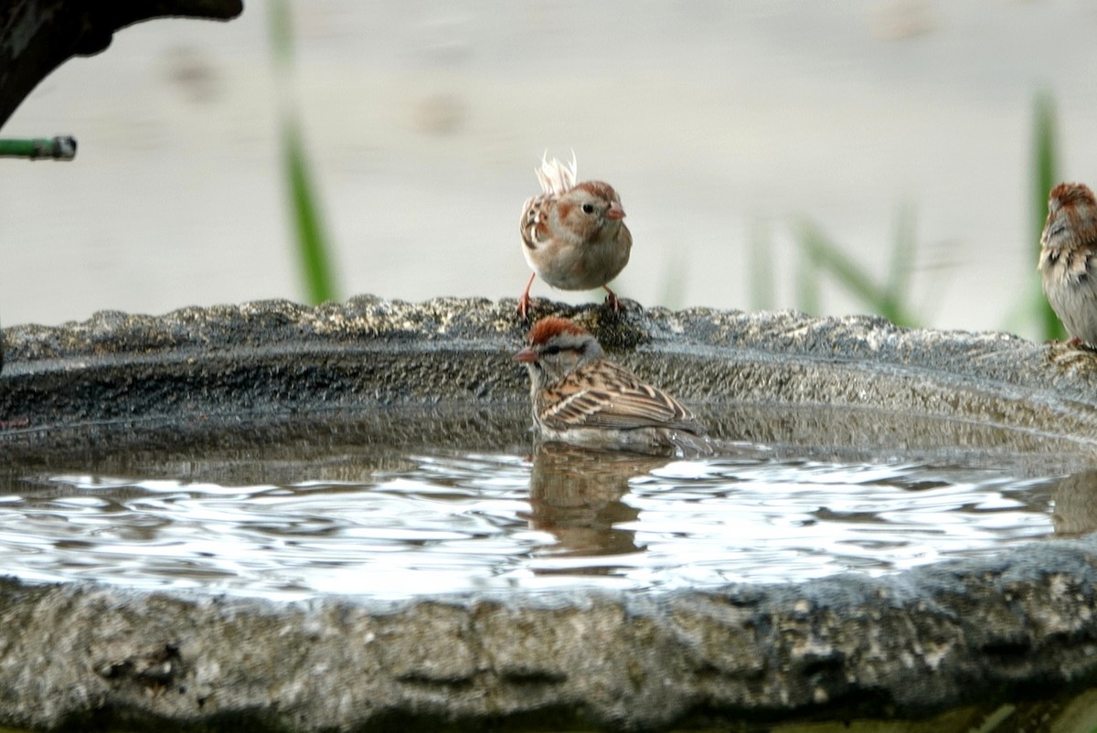 Field Sparrow - deborah grimes