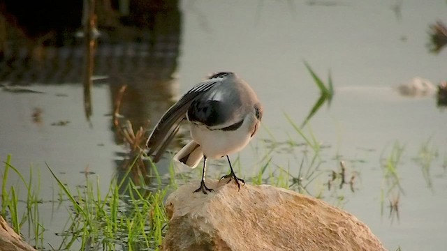 White Wagtail - ML539230861