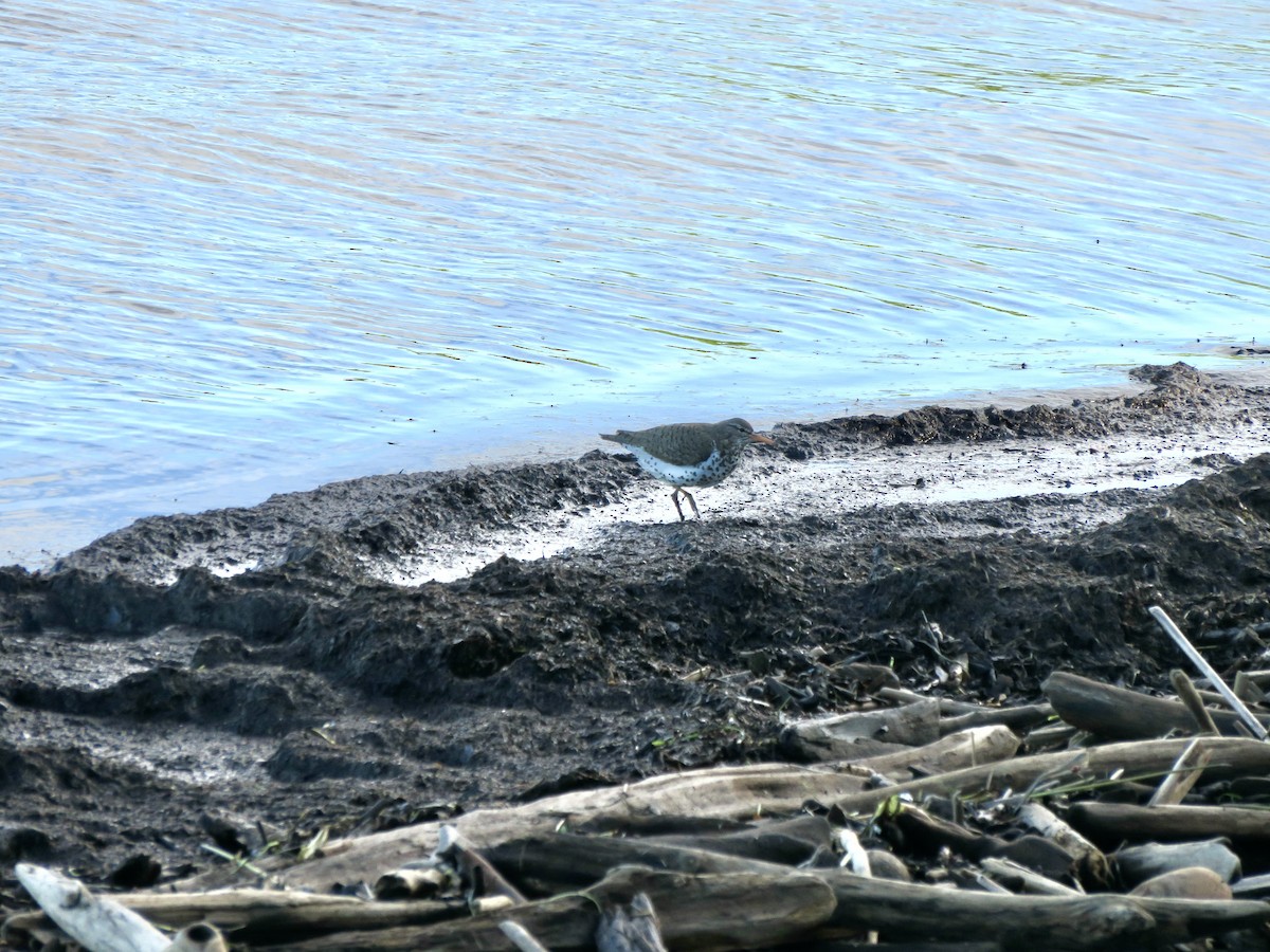 Spotted Sandpiper - ML539230871