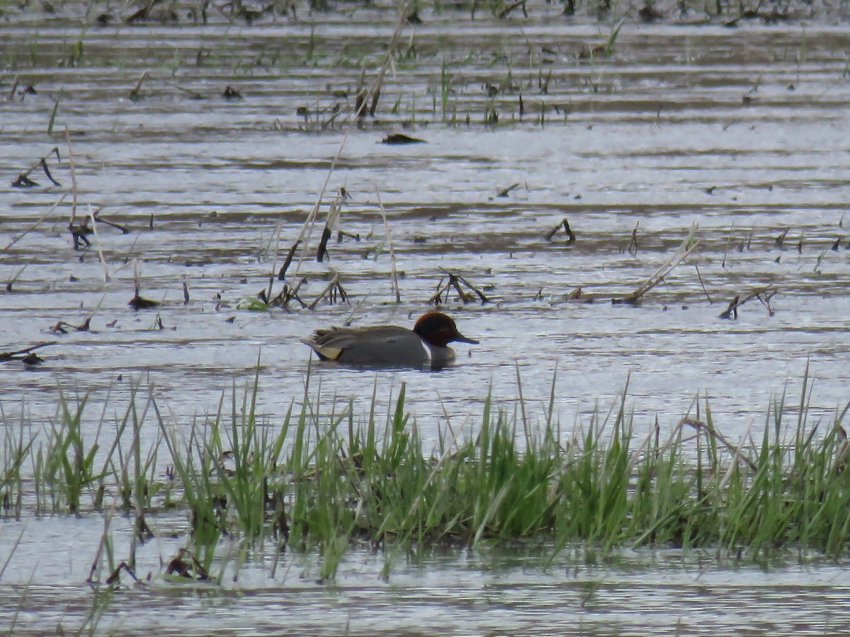 Green-winged Teal - ML53923091