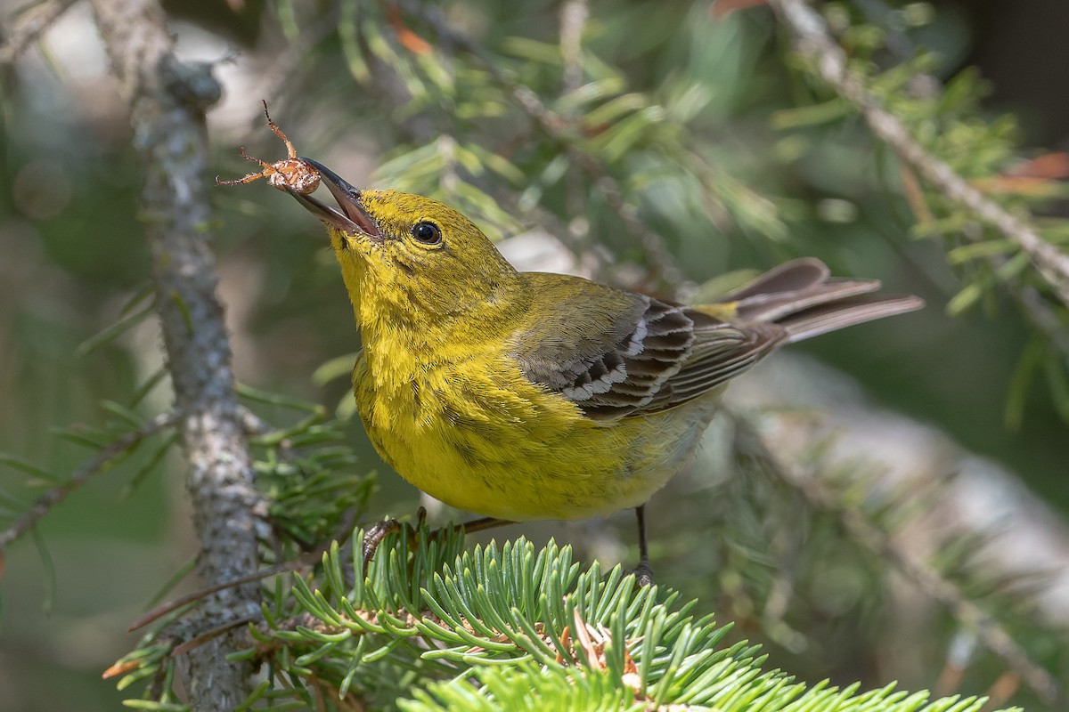 Pine Warbler - ML539230981