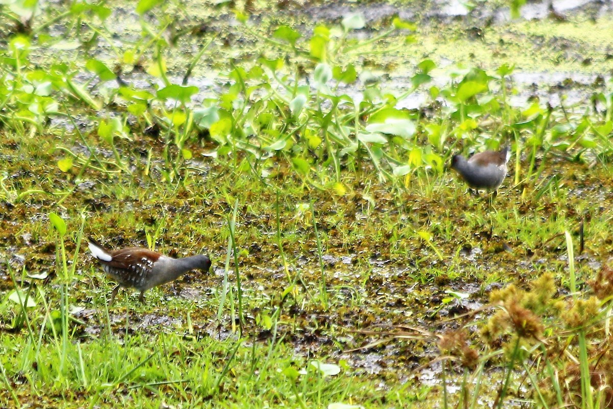 Spot-flanked Gallinule - Cláudio Jorge De Castro Filho