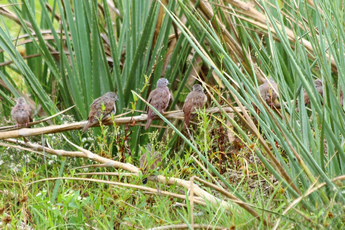 Ruddy Ground Dove - ML53923181