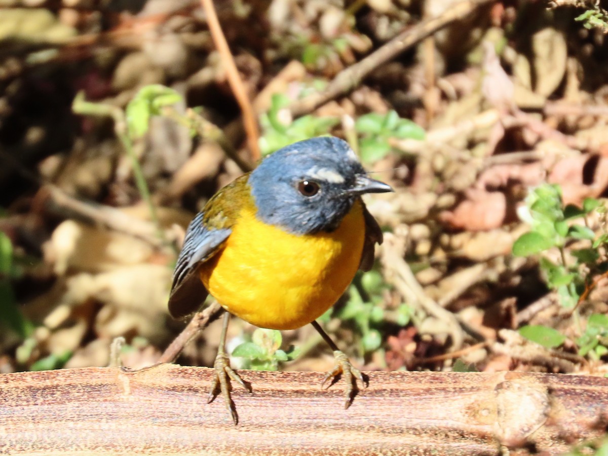 White-starred Robin - ML539231971