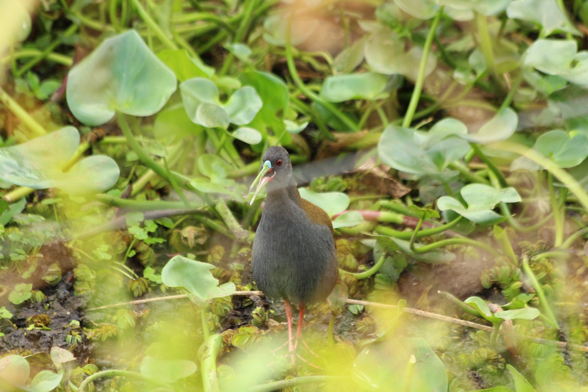 Plumbeous Rail - Cláudio Jorge De Castro Filho