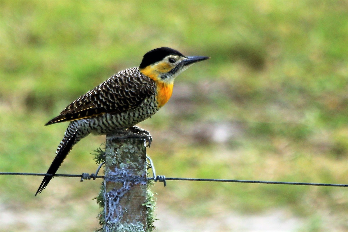 Campo Flicker - Cláudio Jorge De Castro Filho