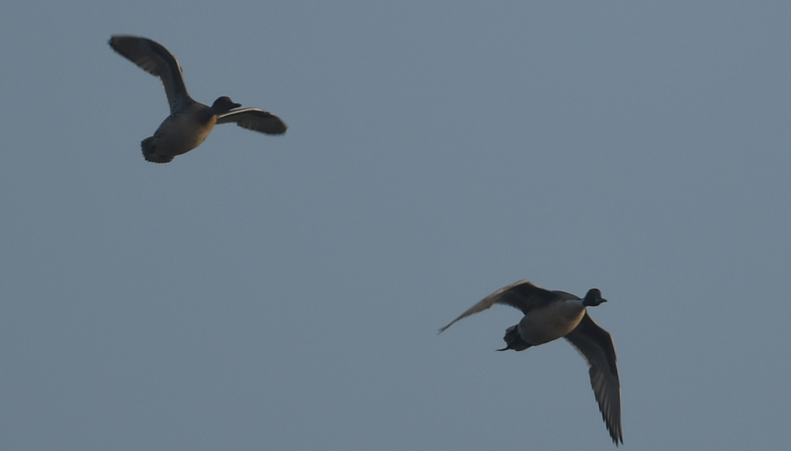 Northern Pintail - ML539232741