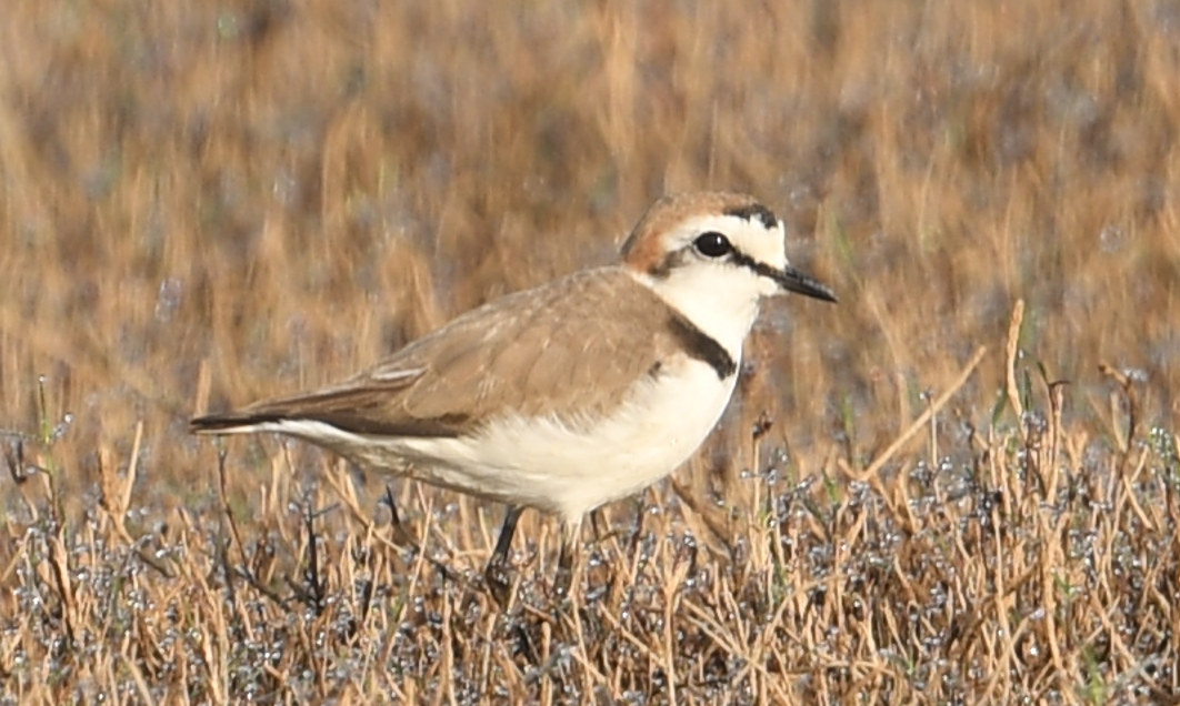 Kentish Plover - ML539233141