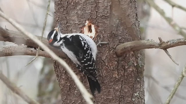 Hairy Woodpecker (Eastern) - ML539233881