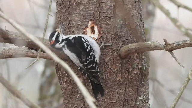 セジロアカゲラ（villosus グループ） - ML539233881