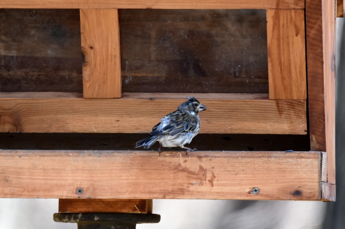 Purple Finch - ML539234091