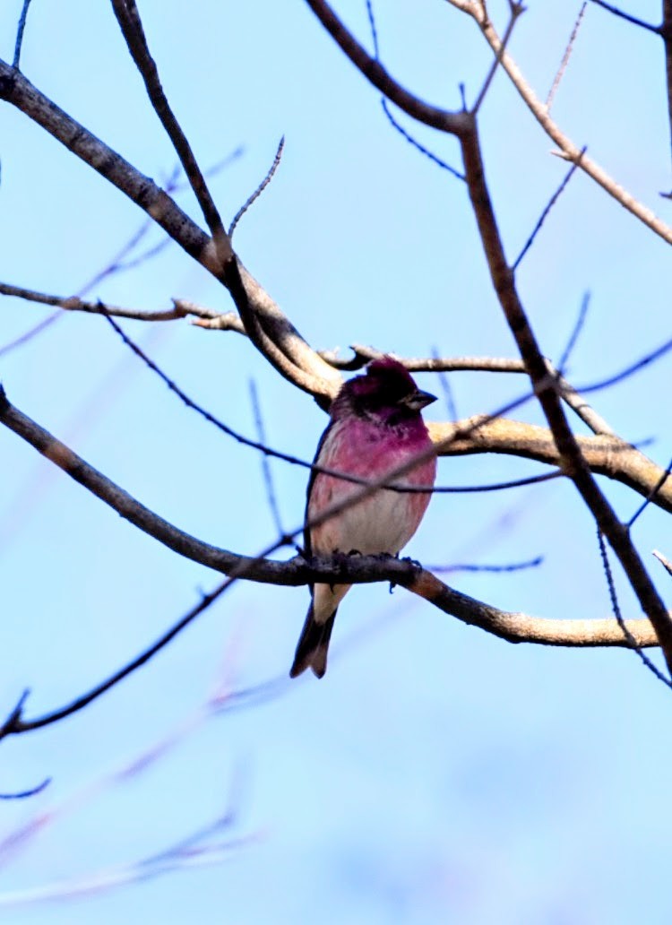 Purple Finch - ML539234361