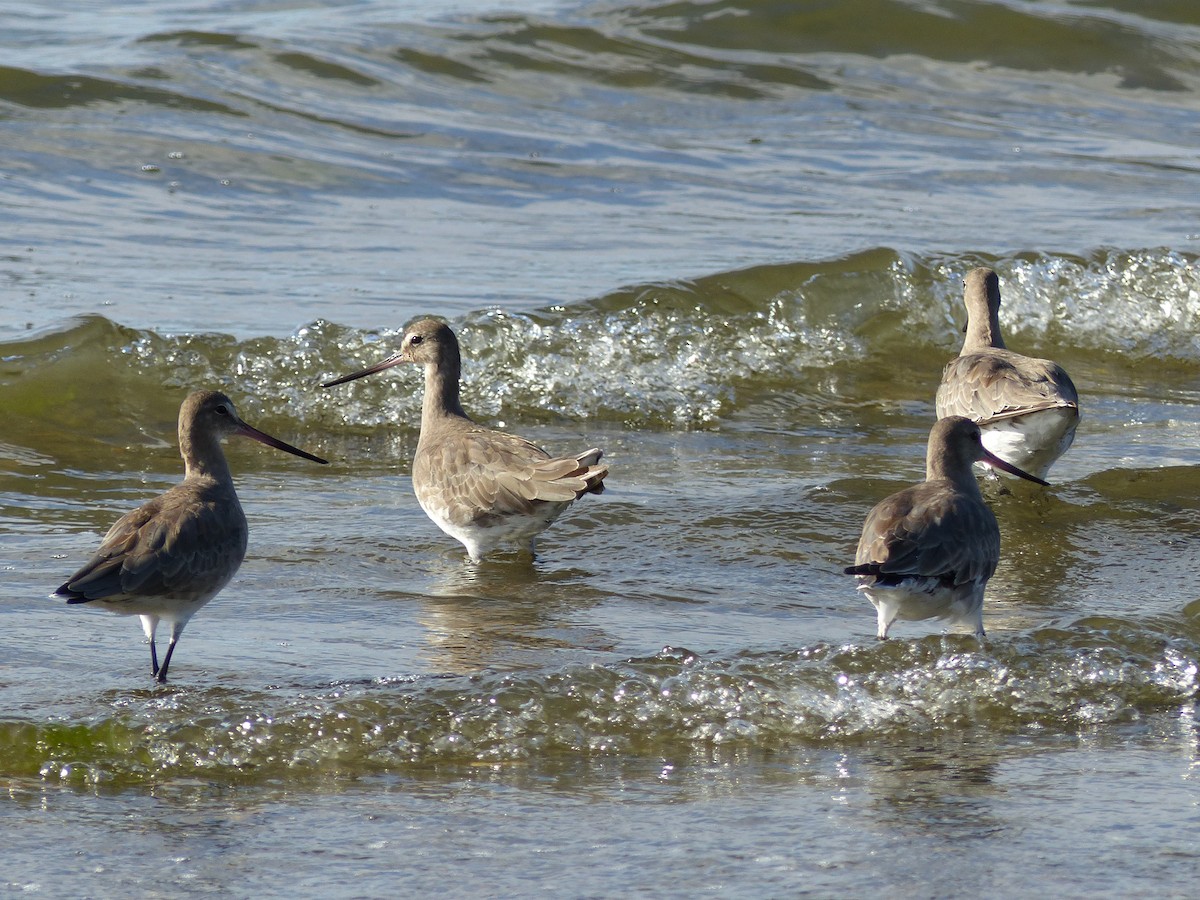 Hudsonian Godwit - Guy RUFRAY