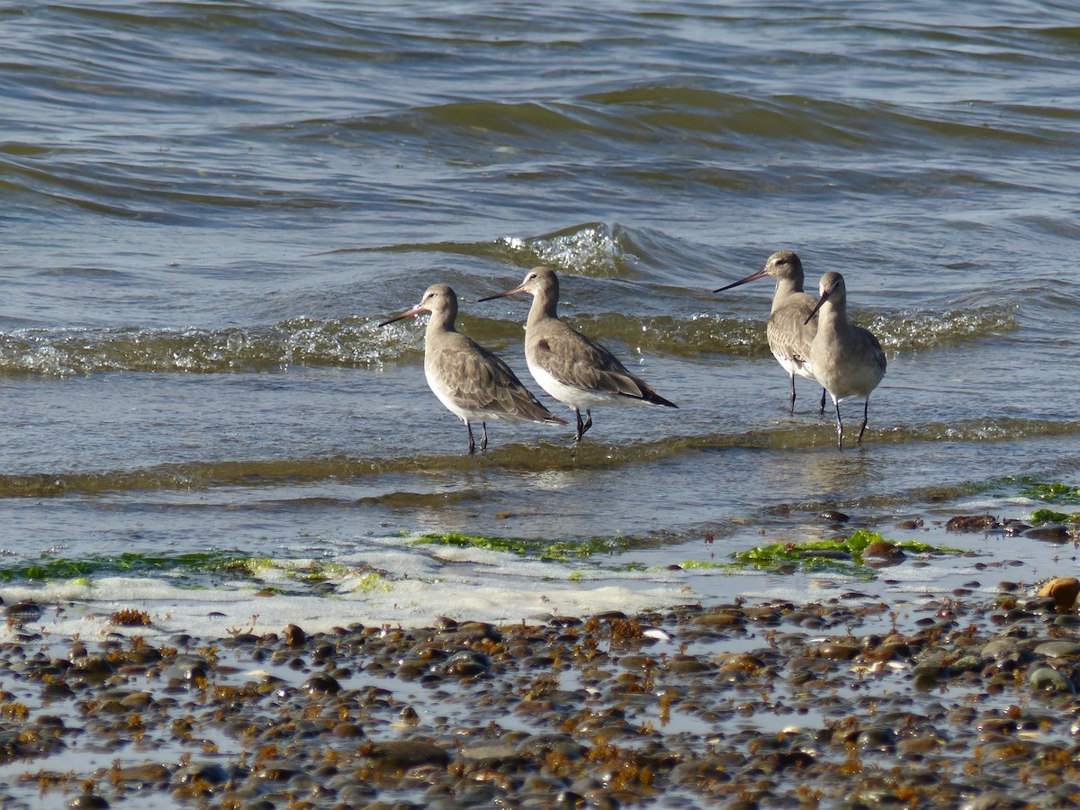 Hudsonian Godwit - ML539234651