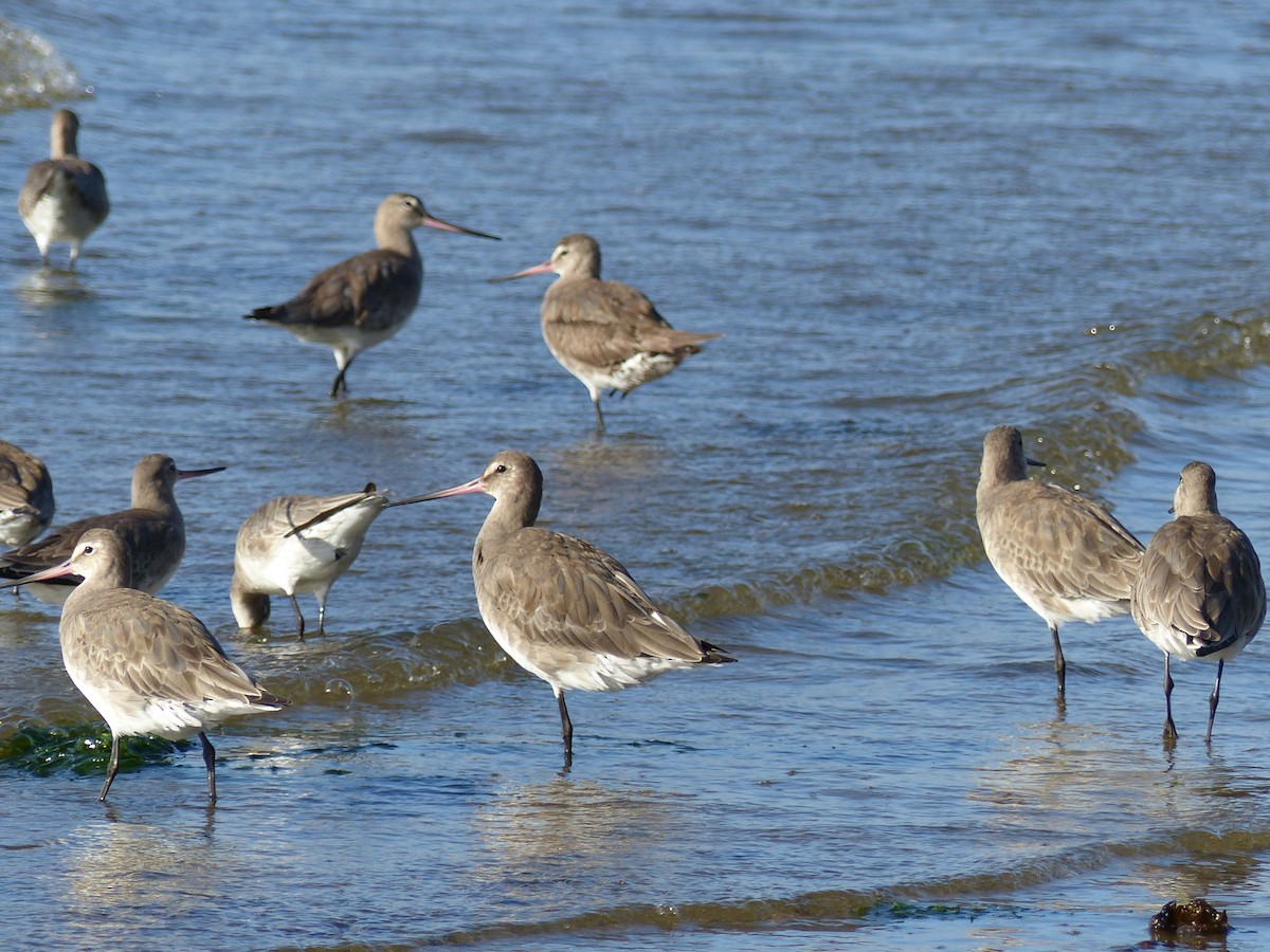 Hudsonian Godwit - ML539234661