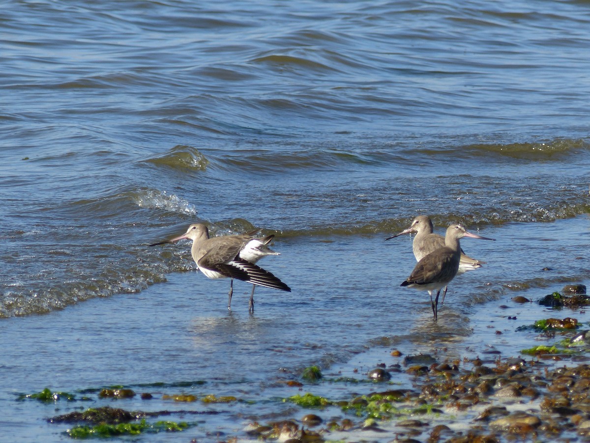 Hudsonian Godwit - ML539234691