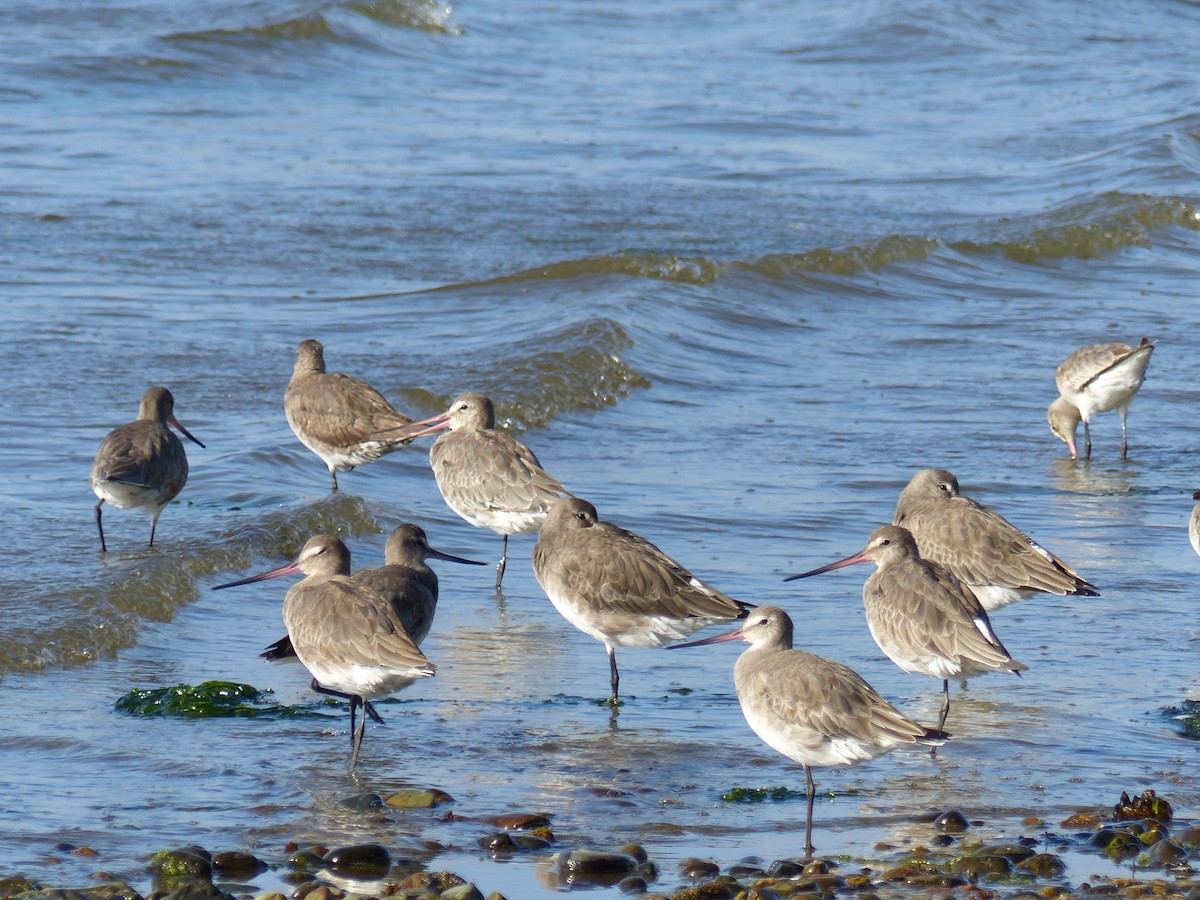 Hudsonian Godwit - ML539234701