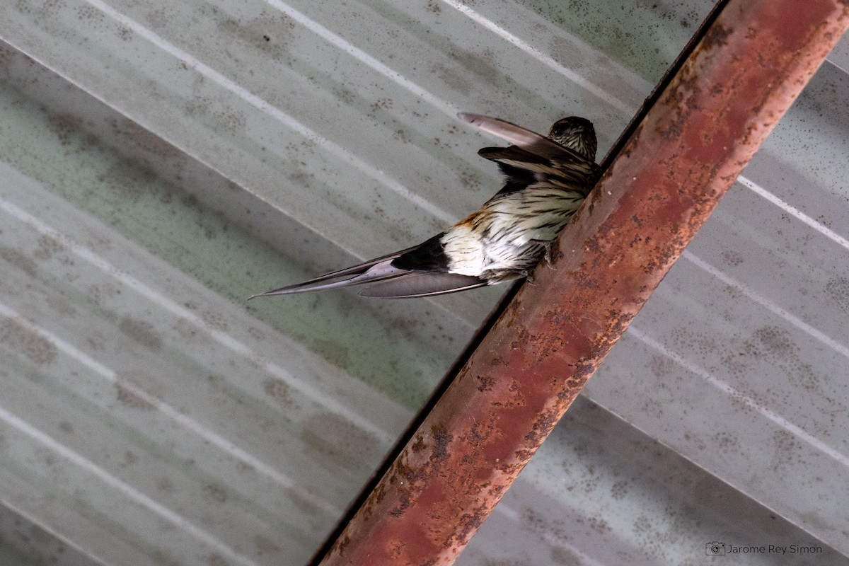 Eastern Red-rumped Swallow (Striated) - ML539235411