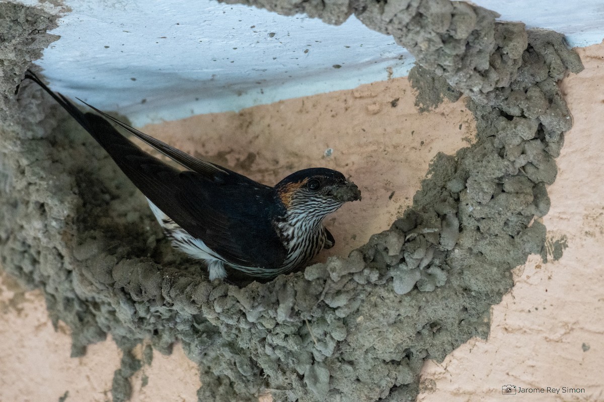 Eastern Red-rumped Swallow (Striated) - ML539235421