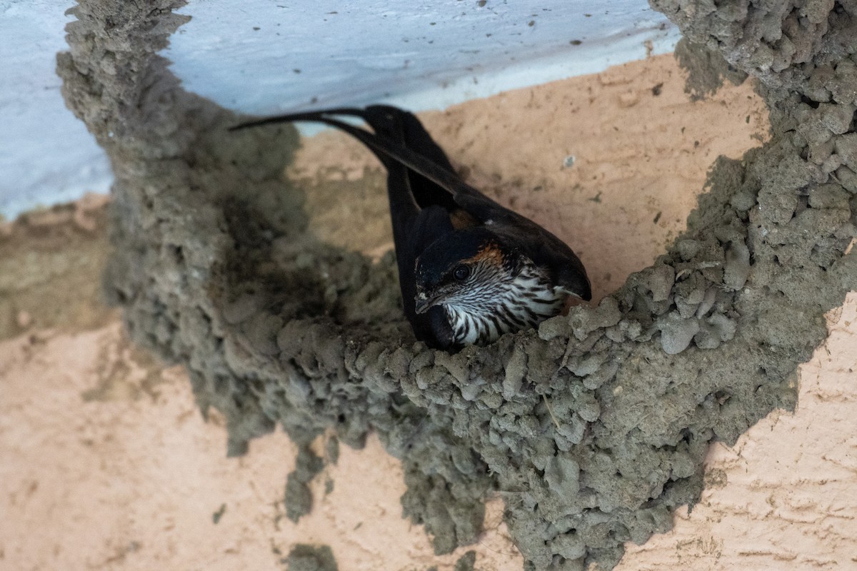 Eastern Red-rumped Swallow (Striated) - ML539235441