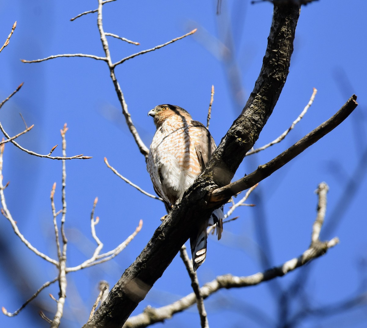 Cooper's Hawk - ML539235481