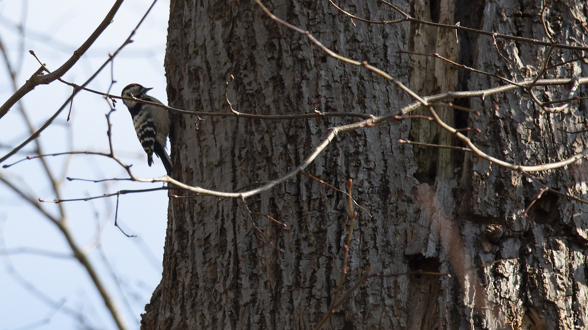 Lesser Spotted Woodpecker - Paul Wilson